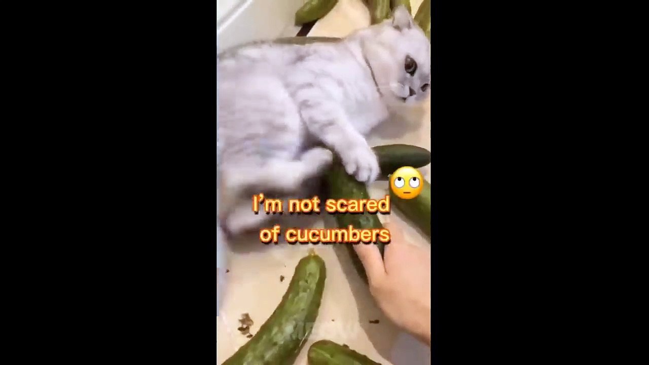 Try Not To Laugh - Dogs And Cats Reaction To Food