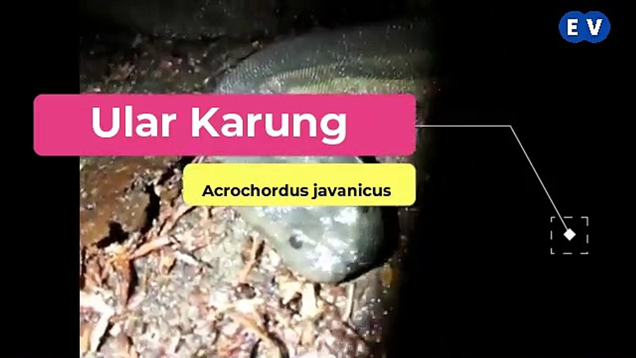 Ular Karung (Acrochordus javanicus)
