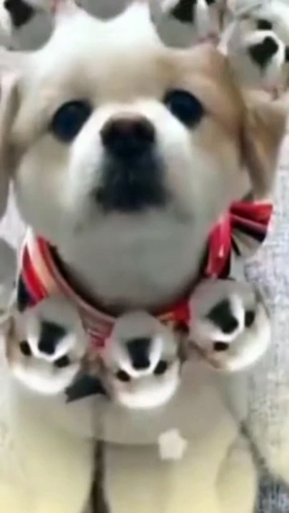 Cute Funny Animals 1080p 00029