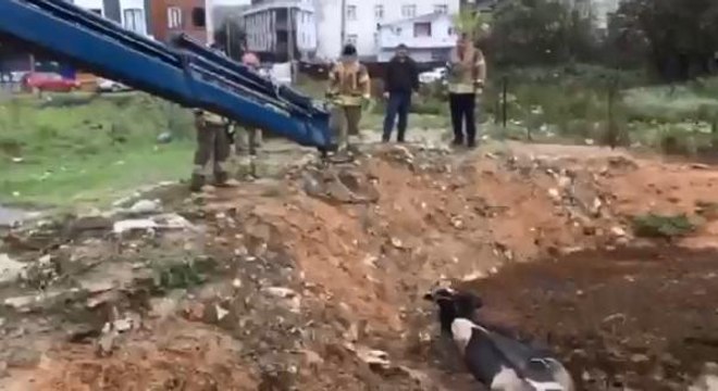 ARNAVUTKÖY'DA BATAKLIĞA SAPLANAN İNEĞİ İTFAİYE EKİPLERİ KURTARDI