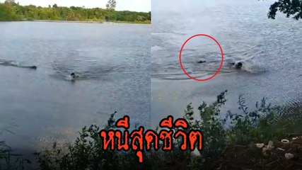 นาทีช็อก ! จระเข้พุ่งจู่โจมชายว่ายน้ำ ที่กำลังหนีเข้าฝั่งอย่างสุดชีวิต