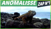 ANOMALISSE ZAP ANIMALIER N°1 - Animaux, Fails, Choc & Insolite