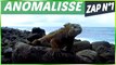 ANOMALISSE ZAP ANIMALIER N°1 - Animaux, Fails, Choc & Insolite