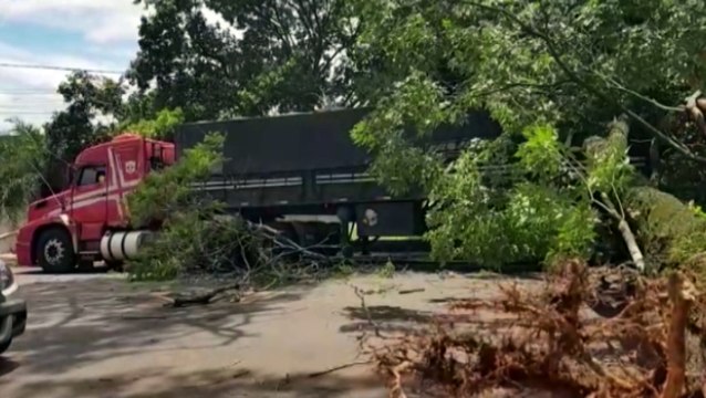 Árvore de grande porte cai sobre caminhão e interdita rua em Cascavel
