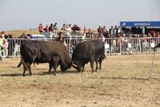Söke'de boğa güreşi düzenlendi