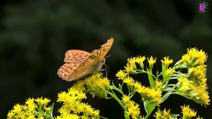 15 Minute Soothing Music for Relaxation | Flowers | Butterfly | Healing | Serene | Focus | Concentration | Stress-Relief | Serene | Slow | Sleep | Study