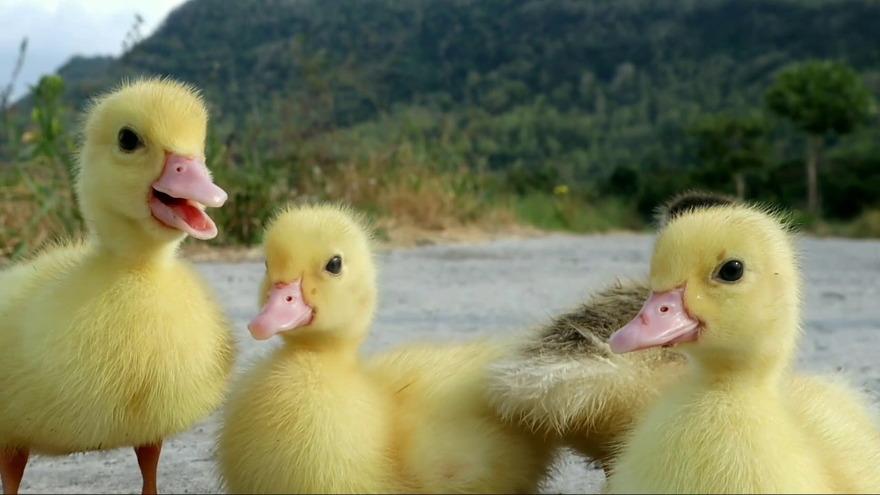 Ternak anak bebek dan induk bebek / Anak bebek / Anak itik.