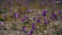 Flores do deserto de Atacama em perigo com alterações climáticas