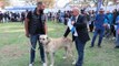 Türk çoban köpeği ırkları, sokak köpekleri için podyuma çıktı