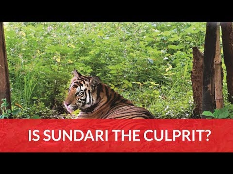 Is Sundari The Culprit?
