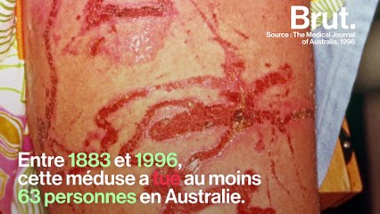 La méduse-boîte, l'un des animaux les plus craints au monde