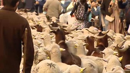 Una multitud recibe a las ovejasen Madrid