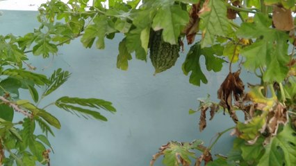 How to Grow Bitter Melon/Karela In Pot