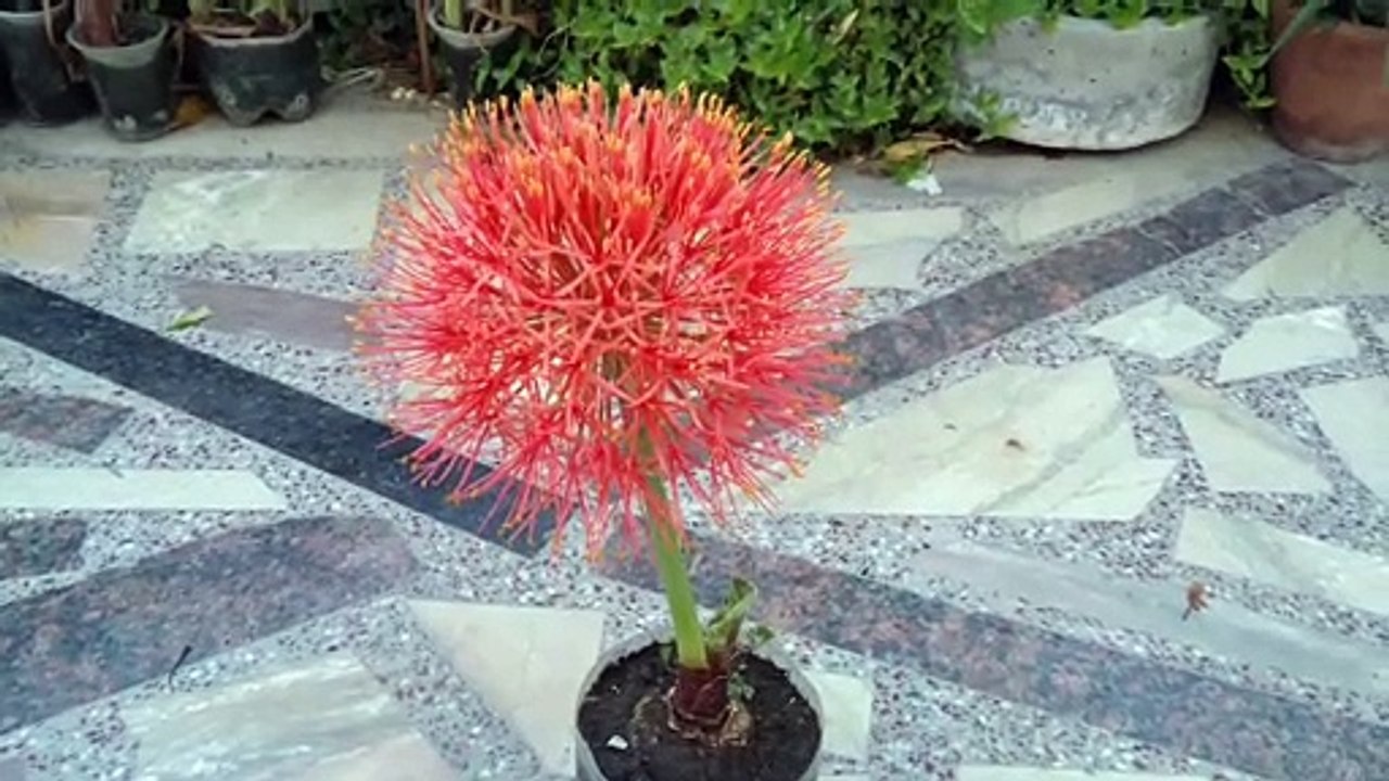Grow Football Lily From Bulb