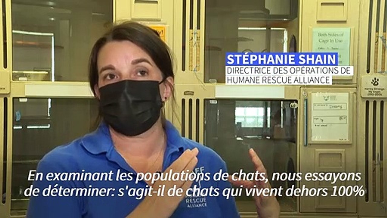 Washington, ville à chats: la capitale américaine première à compter tous ses félins