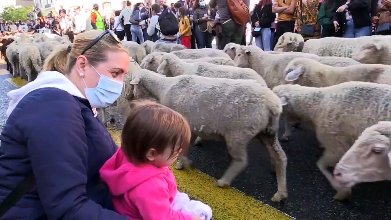 Schafe und Ziegen in Madrid: Ein traditioneller Brauch mit Botschaft