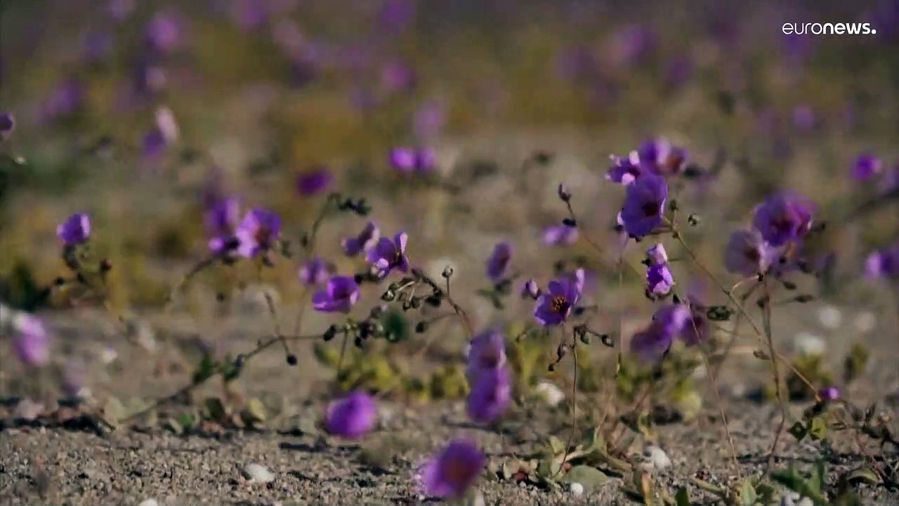 #Atacama - hier überleben nur die Besten