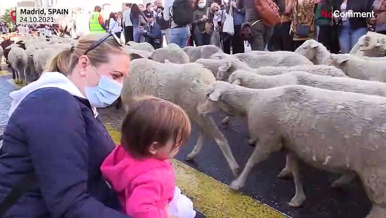 Annual sheep march gathers crowds in Madrid