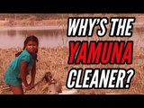Yamuna River: What makes India's most polluted river cleaner once a year?