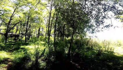 Dia soleado en el Bosque - Sonidos de la Naturaleza | Matías HD