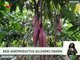 En el Edo. Miranda la Base Agroproductiva "Alejandro Zamora"  desarrolla la siembra del cacao