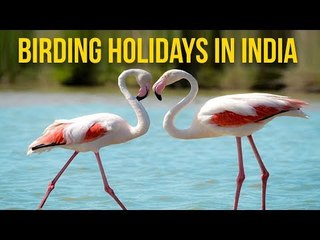 Birding Holidays In India
