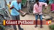 Giant Python In Snake Helpline Member's House In Malkangiri Rescued Safely
