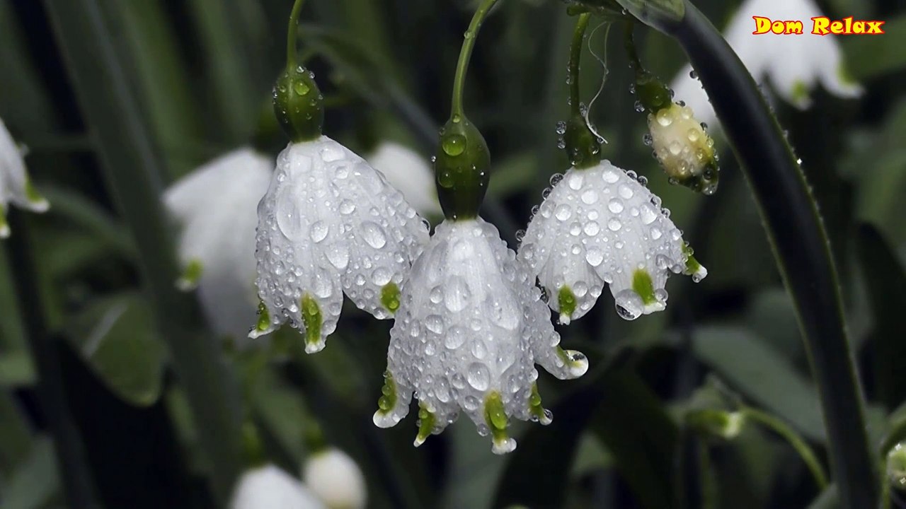 The Beauty And Purity Of The Petals - Relax Your Mind With Soothing Music