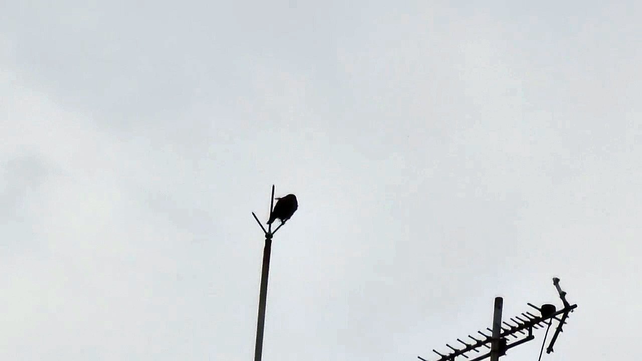 避雷針上のカラス