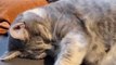 Cat Hugs Themselves While Sleeping As Owner Pets Them Lovingly