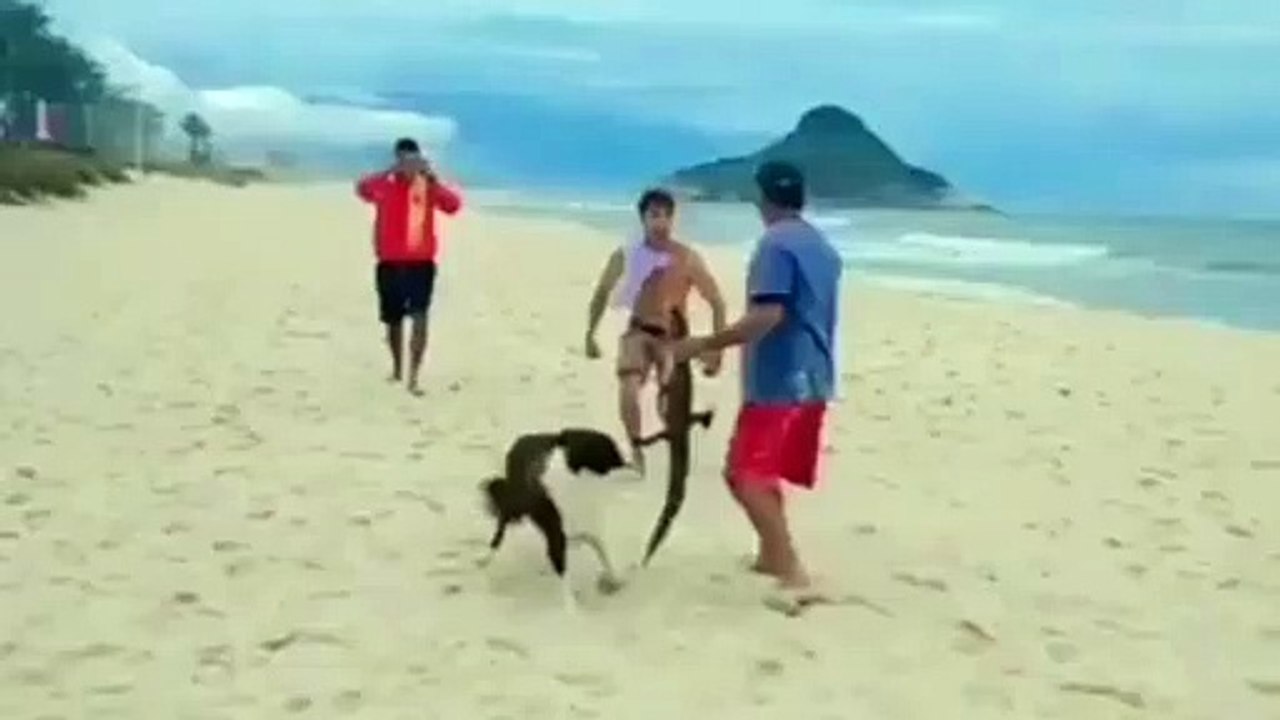 Homem usa jacaré como arma durante briga em praia do RJ