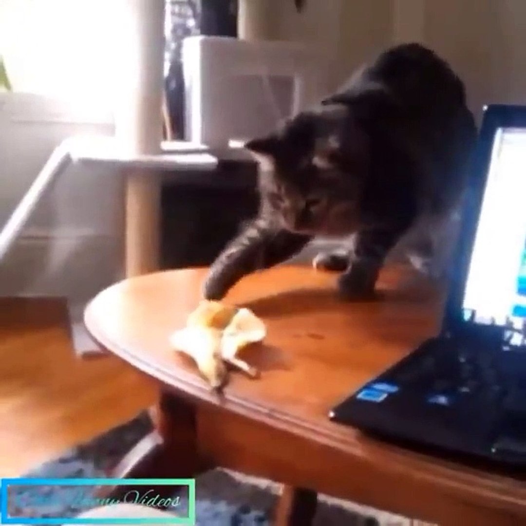 ⁣Baby Cats - Cute Cats - Adorable Cats - Funny Cats Compilations PART 10