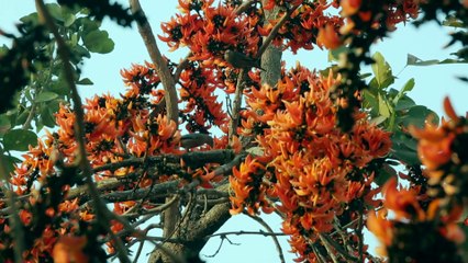 Bangla Ma by  Priyanka Gope