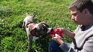 How I’m Training This Pit Bull to be Good On Leash. And OFF Leash Too!  [Reality