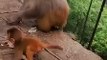 Facebook(360p)(4)#babymonkey #Animalshome,animal,sea animals,reptile,insect,animals for kids,all animal video,shark,whale,Dolphin,spermaceti,octopus,duck,cat,dog,pig,chicken,goat,dinosaur,elephants,tiger,Lion,snake,crocodile,//261ghve,what is this,find an