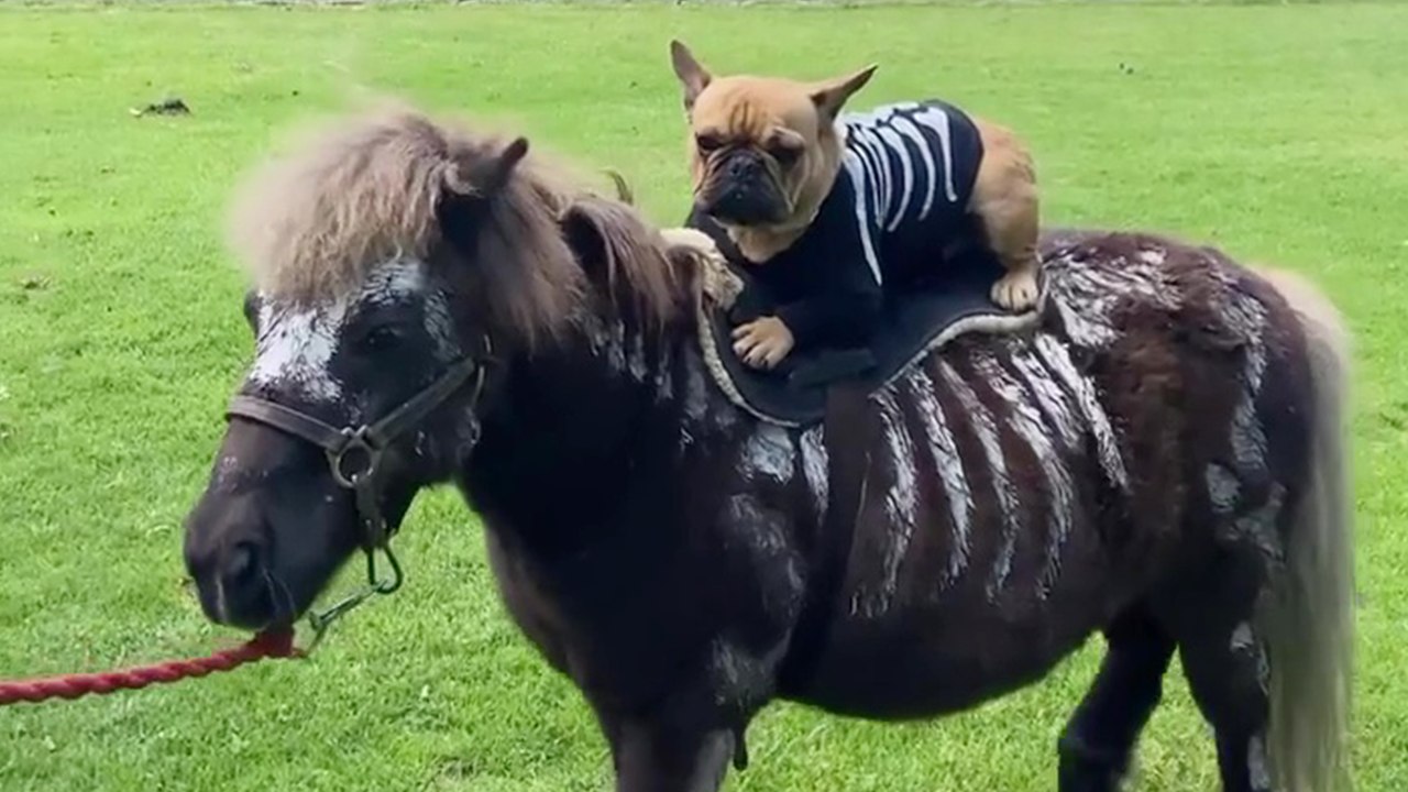 'Adorable French Bulldog & Mini Horse go for a walk in matching Halloween costumes '
