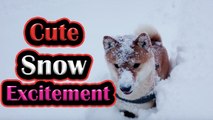 'Playful Shiba Inu dog enjoys snow '