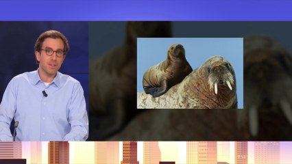 L'ONG WWF recrute des volontaires pour compter et tenter de sauver les morses