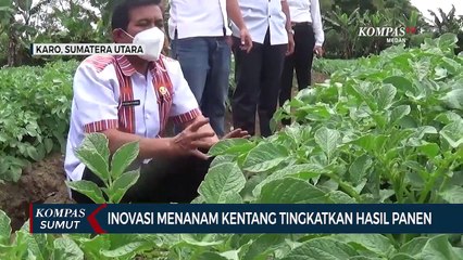 Cara Menanam Kentang dengan Teknik Bertingkat Dapat mendongkrak Hasil Panen