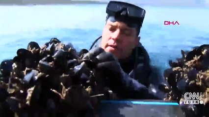 Tarım Bakanlığı midye çiftliklerini artıracak