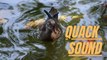 Quack Sound Duck | Quacking Sounds of Ducks | Kingdom Of Awais
