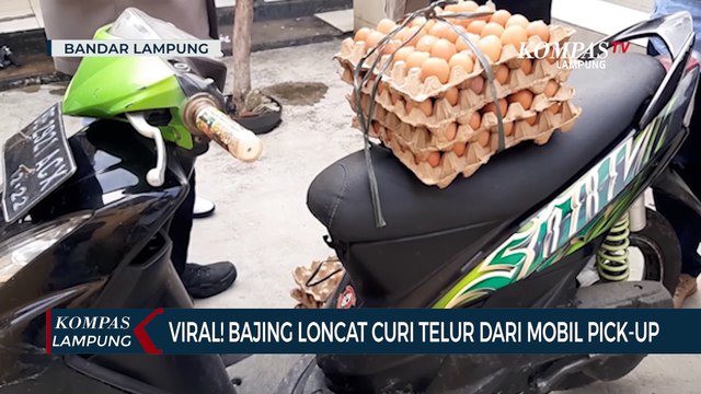 Viral! Bajing Loncat Curi Telur dari Mobil Pikap