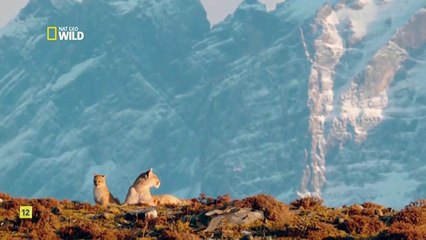 Nacimiento_1- Los Pumas del fin del mundo. Documental.