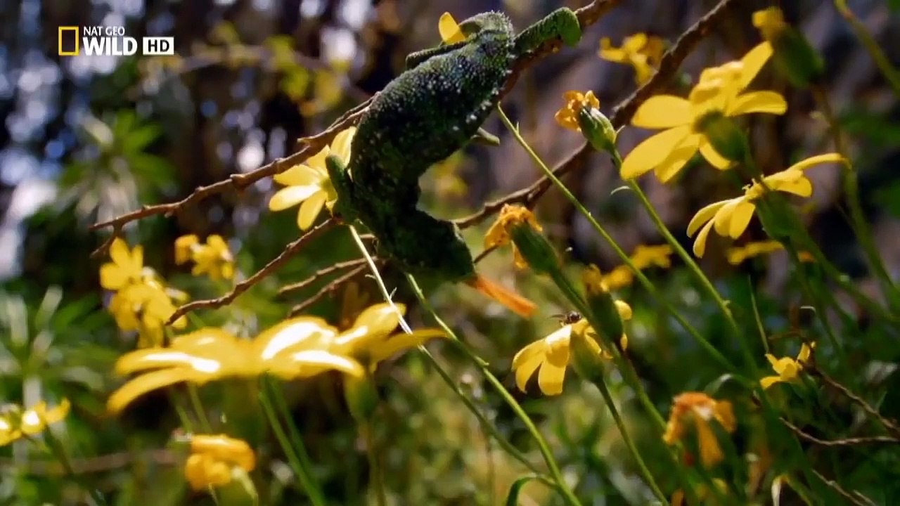 WILD NILO_ El paraíso terrenal_ DOCUMENTAL.