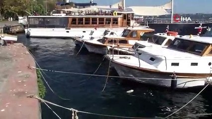 İstanbul Boğazı’nı denizanaları bastı