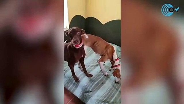 El vídeo que muestra que los perros rescatados por el 'Equipo A' en La Palma están a salvo