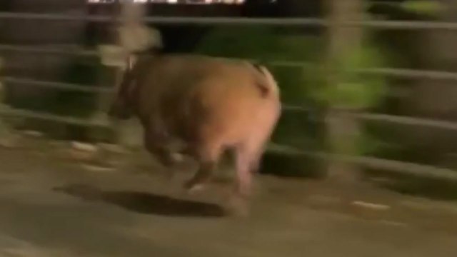 전주 시내 아파트 멧돼지 출몰...다친 사람 없어 / YTN