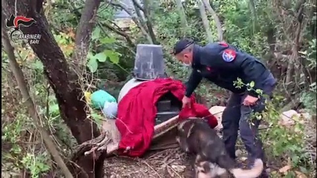 Puglia: 5 kg di marijuana nel terreno di proprietà, finisce in carcere un 35enne a Modugno (Bari) - VIDEO