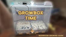 Growbox and Fruiting Parameters for Mushroom Growing