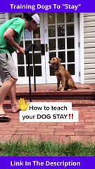 Training Dogs To "Stay" | How To Train a Puppy To Stay